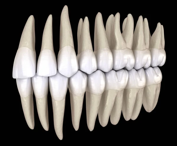 Dentes Humanos Saudáveis Com Oclusão Normal Por Dentro Ilustração — Fotografia de Stock