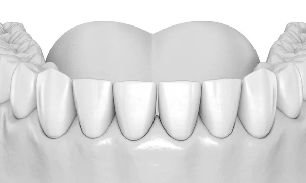 Gengiva Humana Mandibular Anatomia Dos Dentes Ilustração Dente Medicamente Precisa — Fotografia de Stock