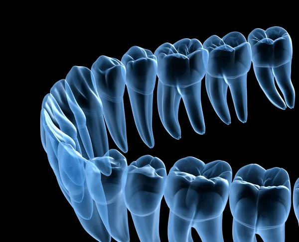 Dental Anatomy of mandibular human gum and teeth, x-ray view. Medically accurate tooth 3D illustration