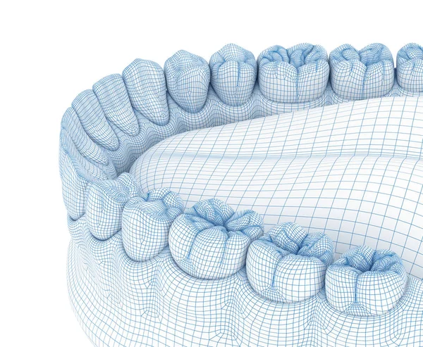 顎のヒトガムと歯の形態 ワイヤー3Dモデルイラスト — ストック写真