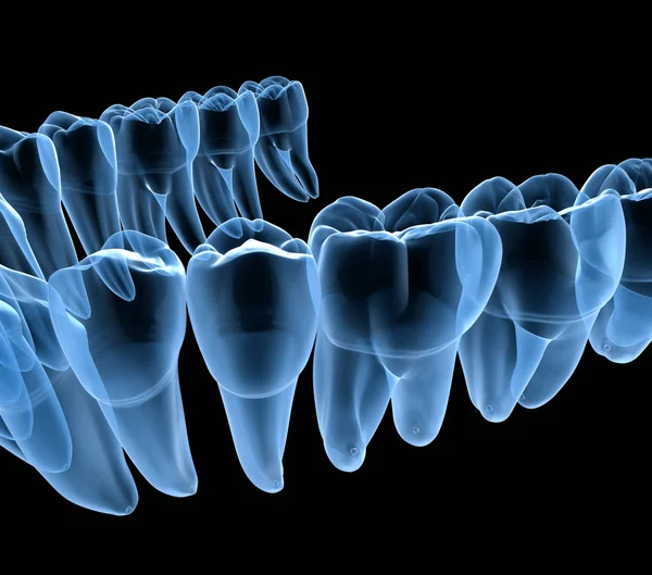 Dental Anatomy of mandibular human gum and teeth, x-ray view. Medically accurate tooth 3D illustration