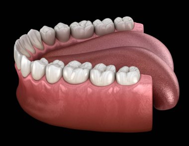 İnsan çikleti ve dişleri. Tıbbi olarak doğru diş 3D illüstrasyon