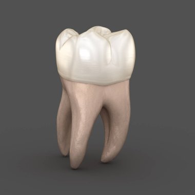 Diş anatomisi - İlk maksiller azı dişi. Tıbbi olarak doğru diş 3d illüstrasyon