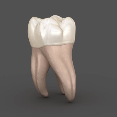 Diş anatomisi - İlk maksiller azı dişi. Tıbbi olarak doğru diş 3d illüstrasyon