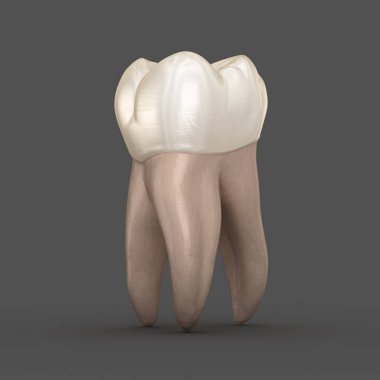 Diş anatomisi - İlk maksiller azı dişi. Tıbbi olarak doğru diş 3d illüstrasyon
