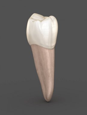 Diş anatomisi - Mandibular İkinci premolar diş. Tıbbi olarak doğru diş 3d illüstrasyon