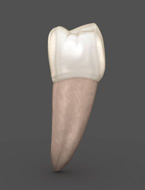 Diş anatomisi - Mandibular İkinci premolar diş. Tıbbi olarak doğru diş 3d illüstrasyon