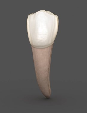 Diş anatomisi - Mandibular İkinci premolar diş. Tıbbi olarak doğru diş 3d illüstrasyon