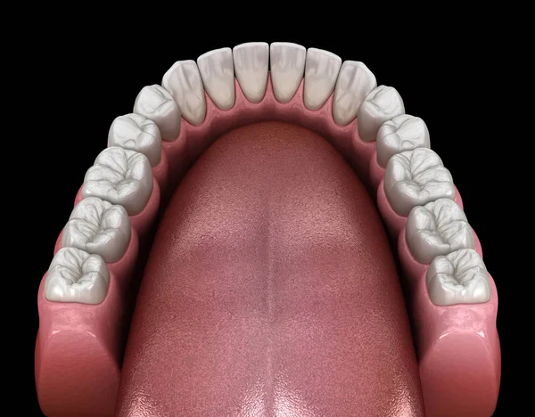 Nsan Çikleti Dişleri Tıbbi Olarak Doğru Diş Illüstrasyon — Stok fotoğraf