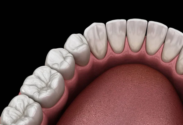 İnsan çikleti ve dişleri. Tıbbi olarak doğru diş 3D illüstrasyon