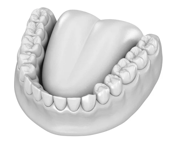 Żuchwy Ludzkiej Gumy Anatomii Zębów Medycznie Dokładna Ilustracja Zębów — Zdjęcie stockowe