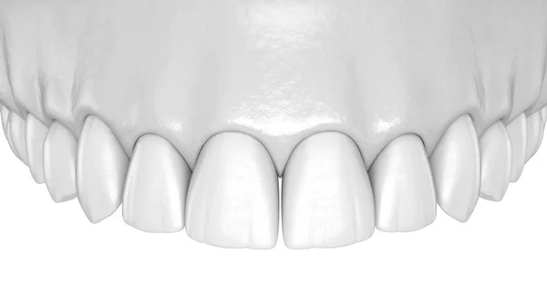 マンディブララヒトガムと歯の解剖学 医学的に正確な歯3Dイラスト — ストック写真