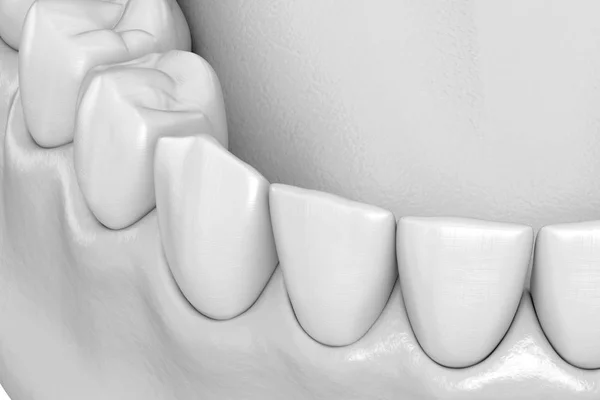 Gengiva Humana Mandibular Anatomia Dos Dentes Ilustração Dente Medicamente Precisa — Fotografia de Stock