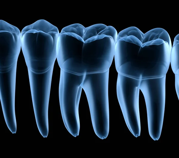 Anatomía Dental Encías Dientes Humanos Mandibulares Vista Rayos Ilustración Dientes —  Fotos de Stock