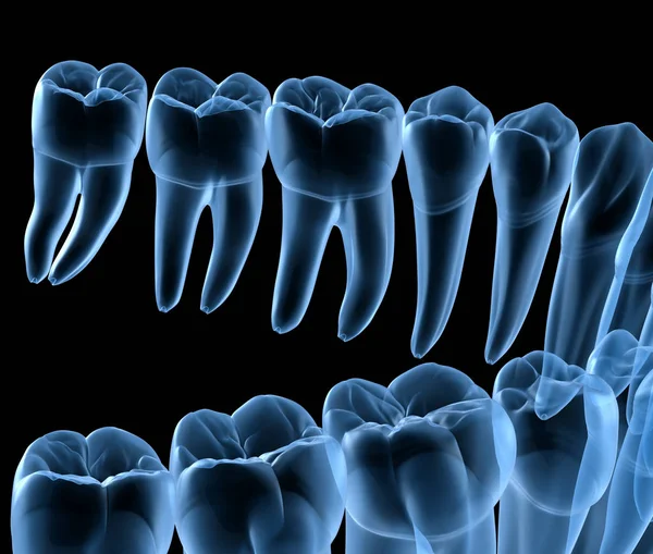 Anatomia Dentale Delle Gengive Dei Denti Umani Mandibolari Vista Raggi — Foto Stock