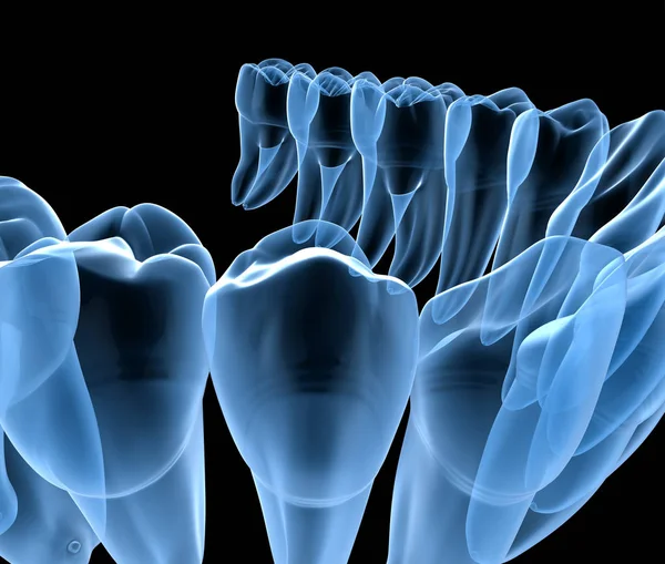 Dental Anatomy of mandibular human gum and teeth, x-ray view. Medically accurate tooth 3D illustration