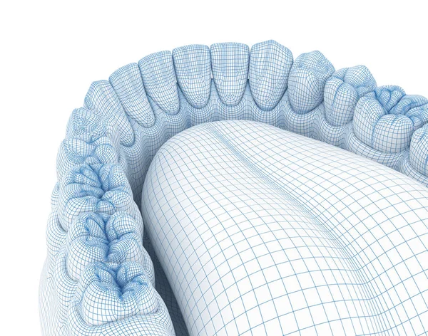 Morfologi Mandibular Human Tuggummi Och Tänder Tråd Modell Illustration — Stockfoto