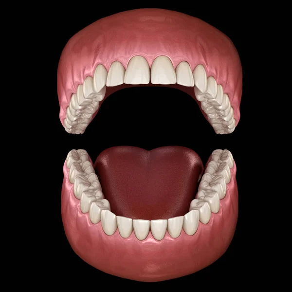 Anatomia Dentale Dentiere Aperte Illustrazione Dentale Clinicamente Accurata — Foto Stock