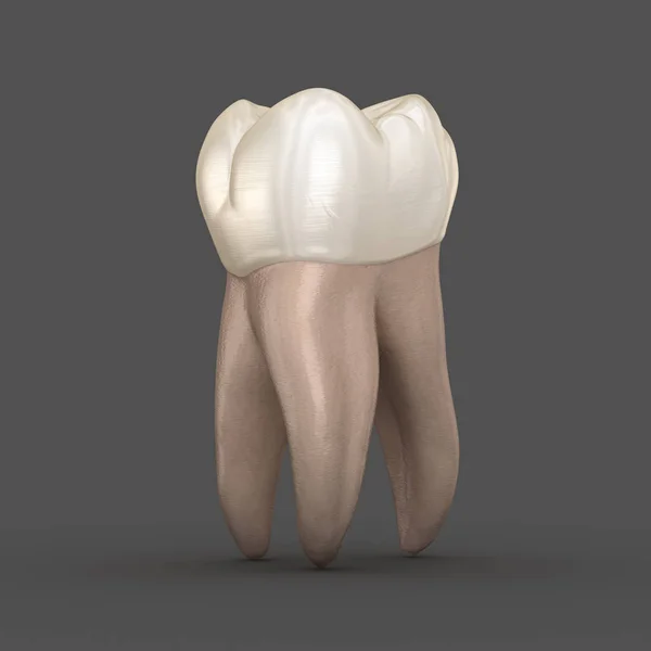 Anatomia Dentária Primeiro Dente Molar Superior Ilustração Odontológica Medicamente Precisa — Fotografia de Stock