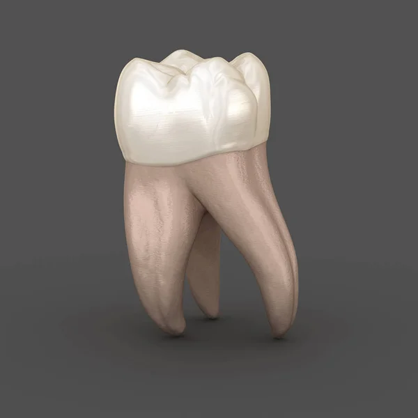 Anatomia Dentale Primo Dente Molare Mascellare Illustrazione Dentale Clinicamente Accurata — Foto Stock