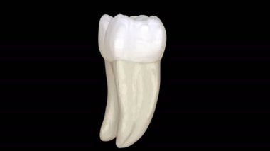 İlk mandibular molar diş morfolojisi, makro görünüm. Tıbbi olarak doğru diş 3d animasyon