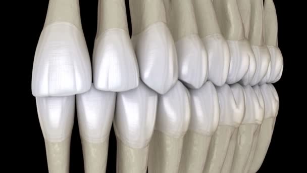 Occlusion des dents, vue macro. Animation 3D dentaire médicalement précise — Video