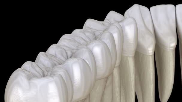 Dientes mandibulares, vista macro. Animación 3D de dientes médicamente precisa . — Vídeos de Stock