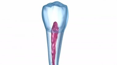 Diş kökü anatomisi - Mandibular İkinci premolar diş. Tıbbi olarak doğru diş 3d illüstrasyon