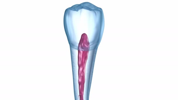 Anatomie dentální kořene-druhý premolární zub. Lékařsky přesná zubní 3D ilustrace — Stock video