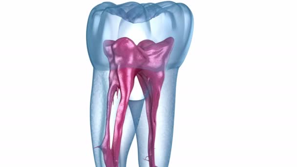 Anatomia da raiz dentária - Primeiro dente molar maxilar. Animação odontológica 3D medicamente precisa — Vídeo de Stock