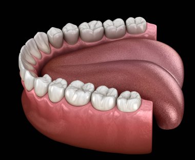 İnsan çikleti ve dişleri. Tıbbi olarak doğru diş 3D illüstrasyon