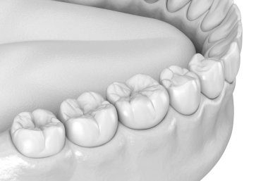 Mandibular insan diş eti ve diş anatomisi. Tıbbi olarak doğru diş 3d illüstrasyon