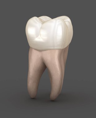 Diş anatomisi - İlk maksiller azı dişi. Tıbbi olarak doğru diş 3d illüstrasyon