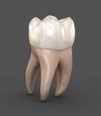 Diş anatomisi - İlk maksiller azı dişi. Tıbbi olarak doğru diş 3d illüstrasyon