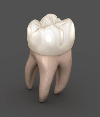 Diş anatomisi - İlk maksiller azı dişi. Tıbbi olarak doğru diş 3d illüstrasyon