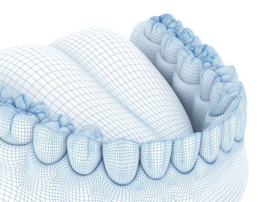 Mandibular insan diş eti ve dişlerin morfolojisi. Tel 3d model illüstrasyon