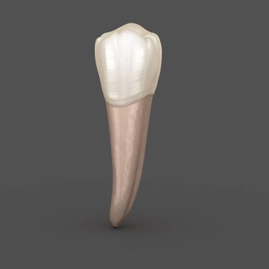 Diş anatomisi - Mandibular İkinci premolar diş. Tıbbi olarak doğru diş 3d illüstrasyon