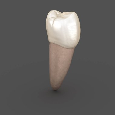 Diş anatomisi - Mandibular İkinci premolar diş. Tıbbi olarak doğru diş 3d illüstrasyon