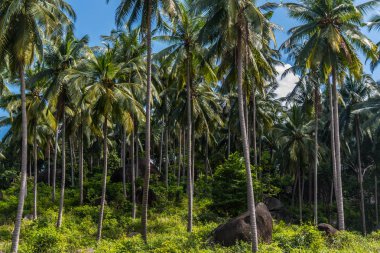 Koh Samui Adası'nda orman palmiyeforst, Tayland
