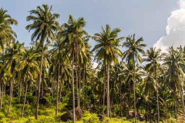 Koh Samui Adası'nda orman palmiyeforst, Tayland