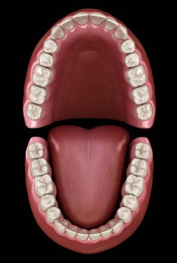 Diş anatomisi - Açık Protezler. Tıbbi olarak doğru diş 3d illüstrasyon