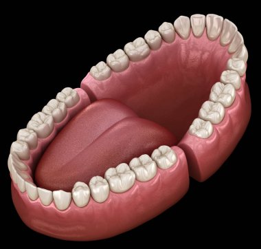 Diş anatomisi - Açık Protezler. Tıbbi olarak doğru diş 3d illüstrasyon