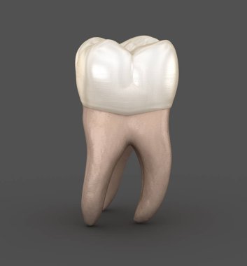 Diş anatomisi - İlk maksiller azı dişi. Tıbbi olarak doğru diş 3d illüstrasyon