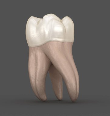 Diş anatomisi - İlk maksiller azı dişi. Tıbbi olarak doğru diş 3d illüstrasyon