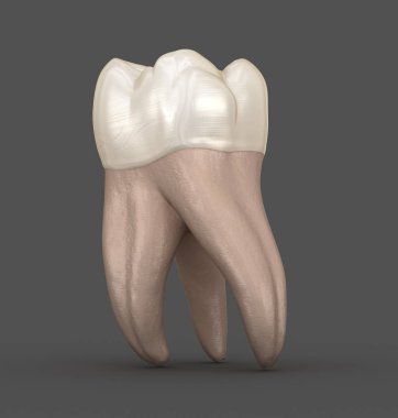 Dental anatomy - First maxillary molar tooth. Medically accurate dental 3D illustration clipart