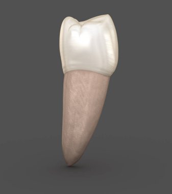 Diş anatomisi - Mandibular İkinci premolar diş. Tıbbi olarak doğru diş 3d illüstrasyon