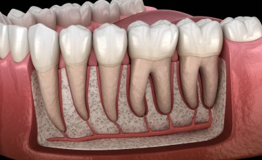 Mandibular insan diş eti ve dişlerin Diş Kökü anatomisi, x-Ray görünümü. Tıbbi olarak doğru diş 3d illüstrasyon