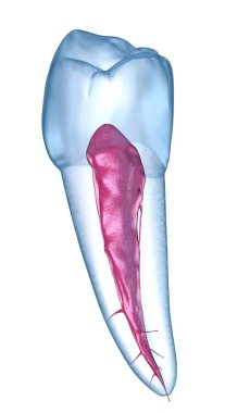 Diş anatomisi - Mandibular İkinci premolar diş. Tıbbi olarak doğru diş 3d illüstrasyon