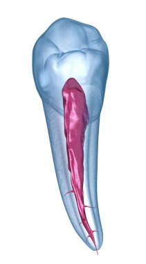Diş anatomisi - Mandibular İkinci premolar diş. Tıbbi olarak doğru diş 3d illüstrasyon