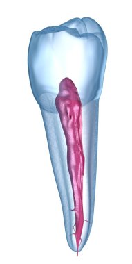 Diş anatomisi - Mandibular İkinci premolar diş. Tıbbi olarak doğru diş 3d illüstrasyon